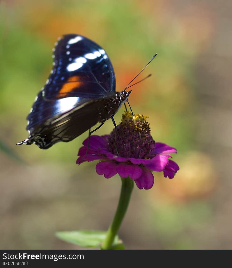 Butterfly Hypolimnas bolina Common Eggfly female