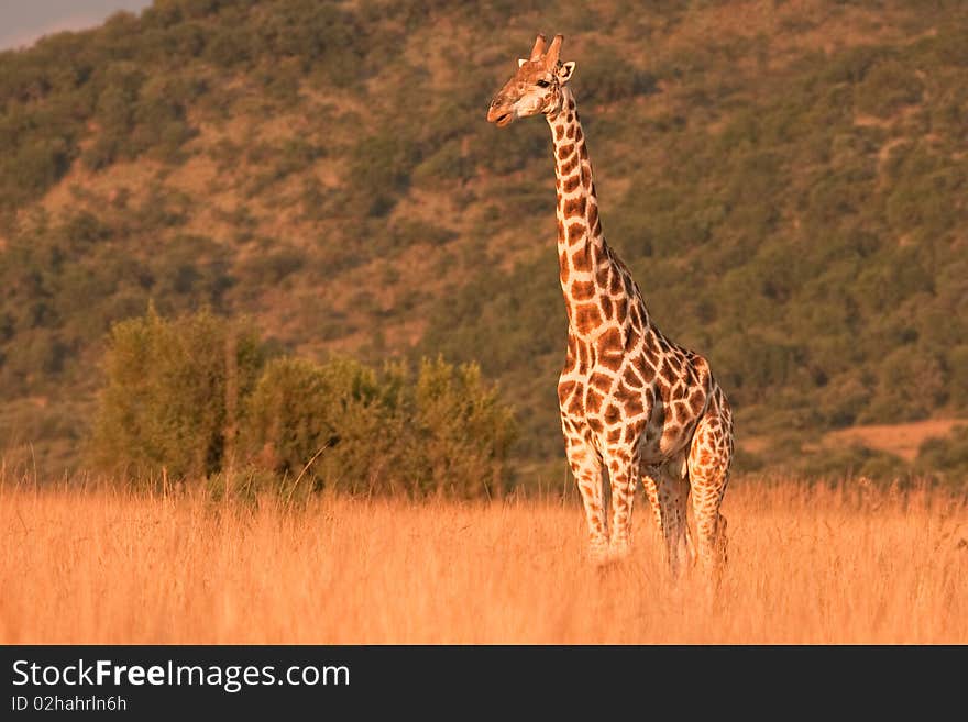 Giraffe late afternoon in the African sun.