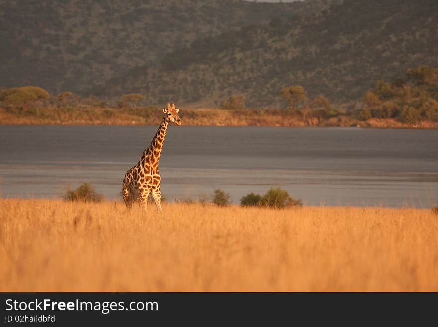 Giraffe late afternoon in the African sun.