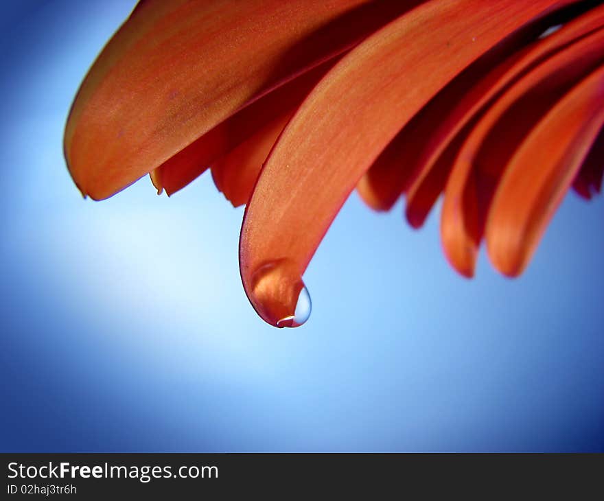 Beautiful background with drop on orange lobe. Beautiful background with drop on orange lobe