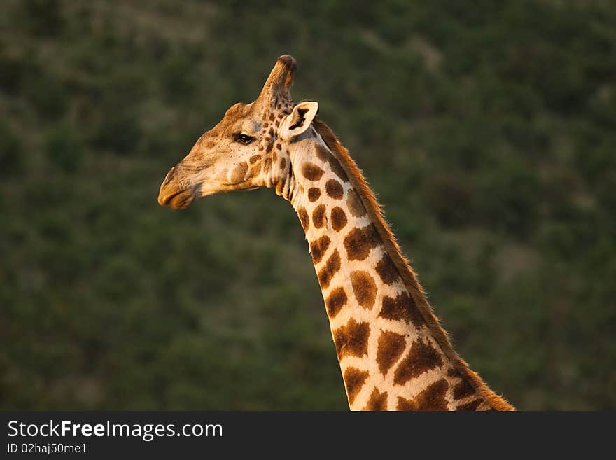 Giraffe late afternoon in the African sun.