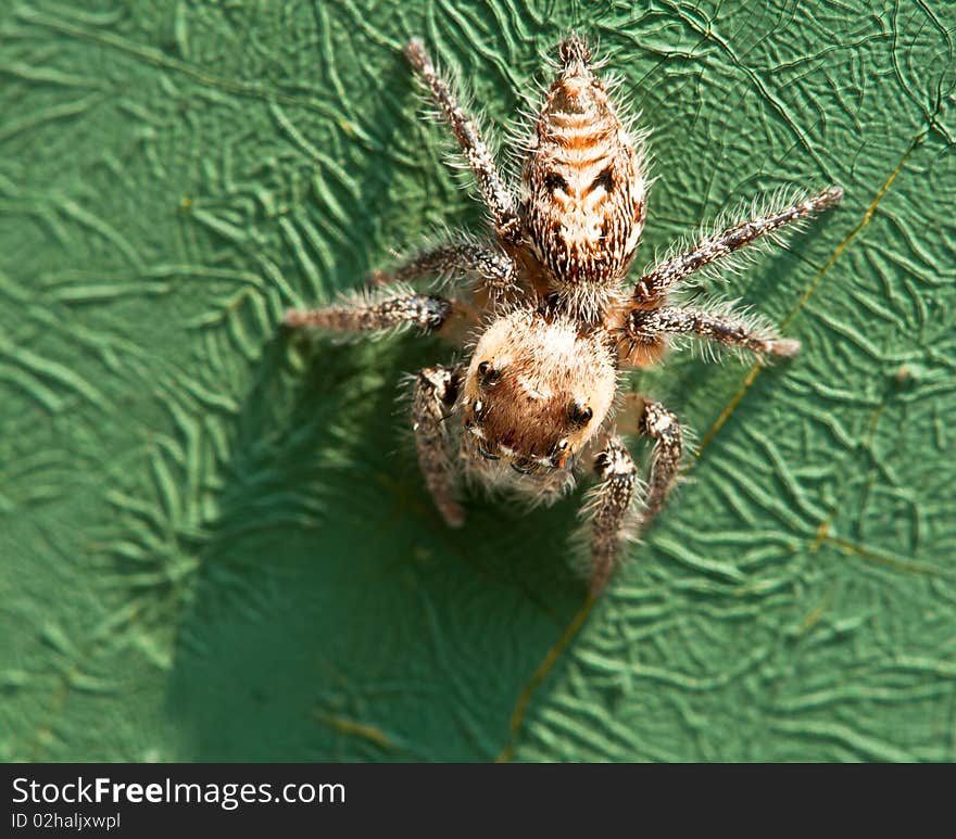 A Closeup of a Curious Jumping Spider. A Closeup of a Curious Jumping Spider