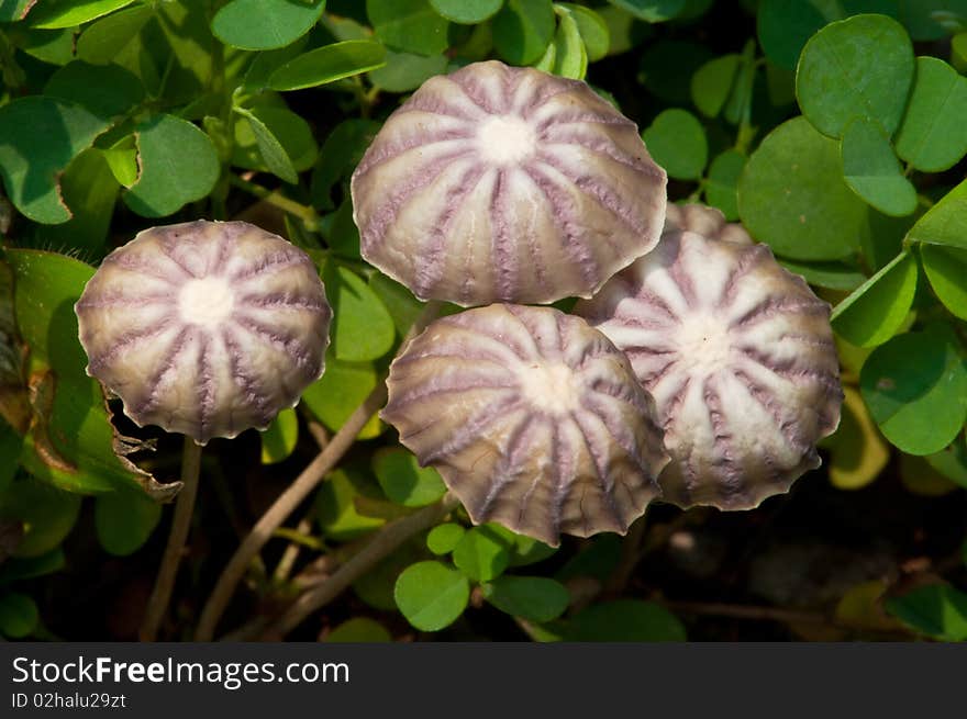 A Group of Purple Mushrooms with Clovers. A Group of Purple Mushrooms with Clovers