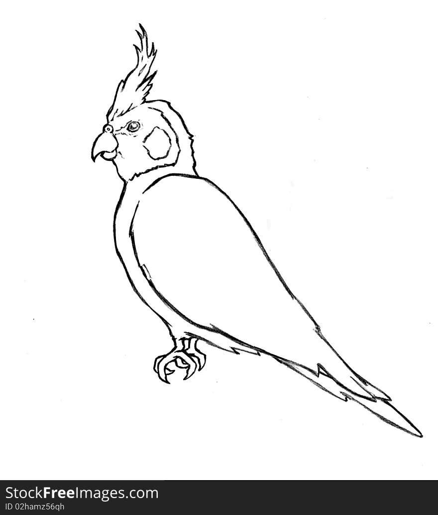 Pen and ink line work drawing for a cockatiel.