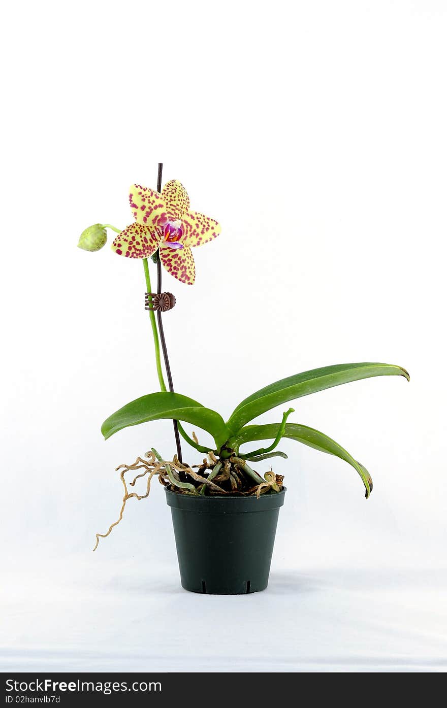 Single yellow orchid with purple spot