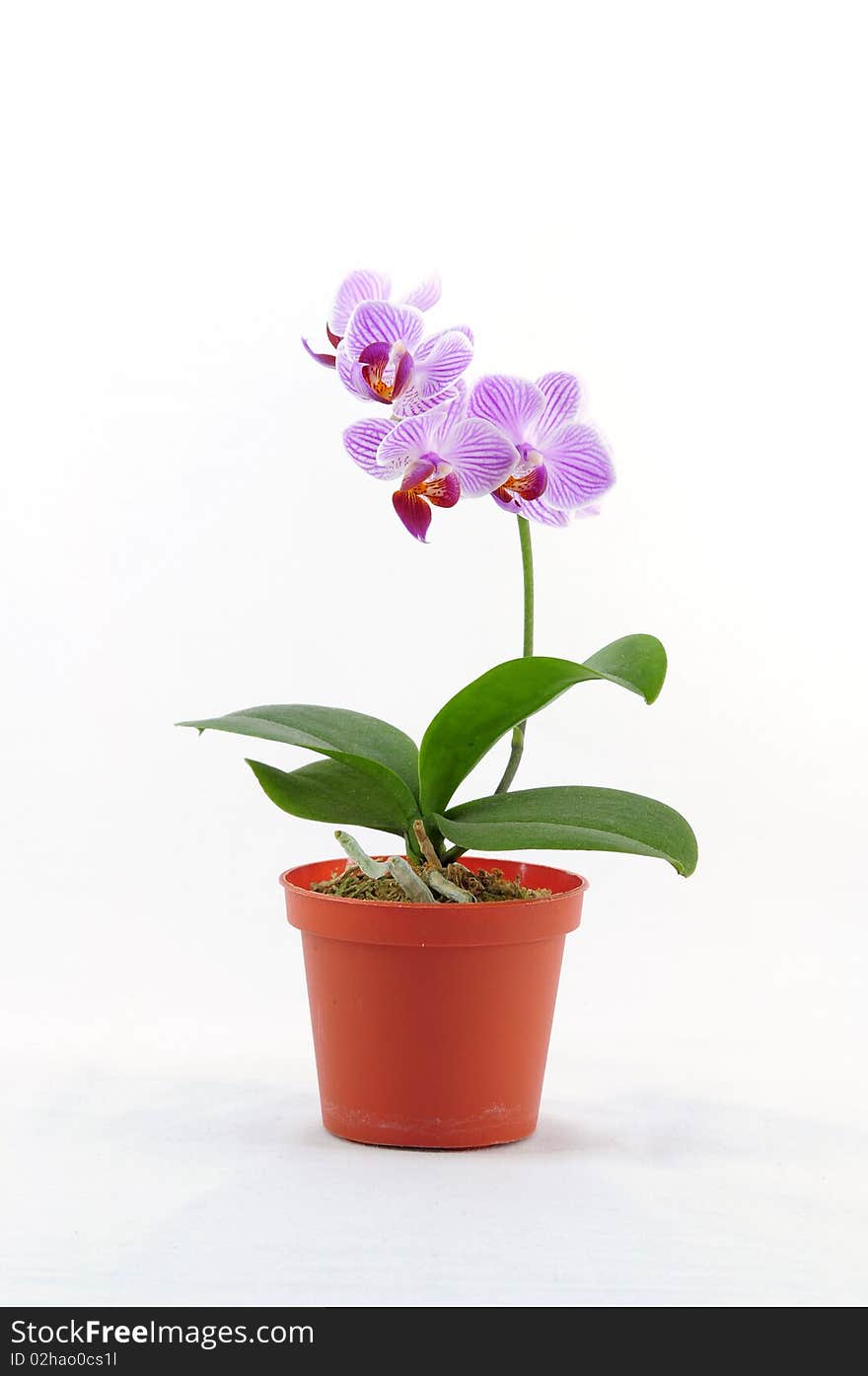 Single purple orchid with white pattern