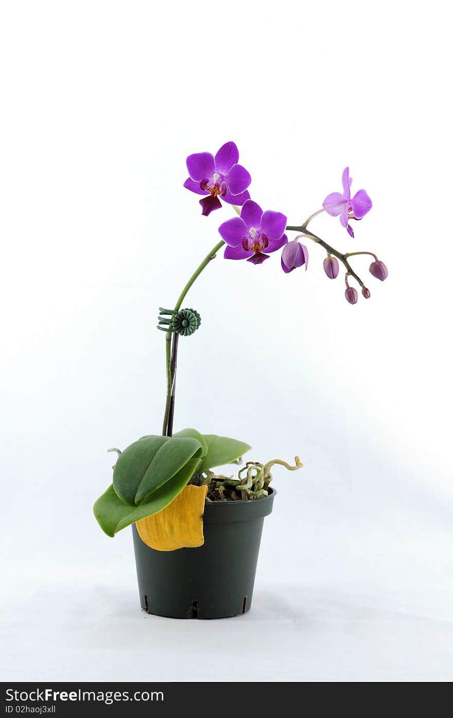 Purple orchid with white pattern on pot