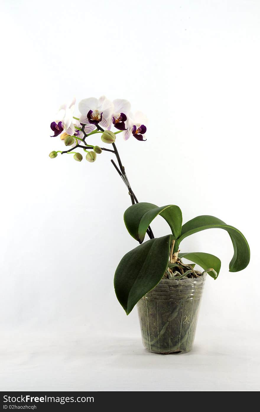 White orchid with purple pattern on pot