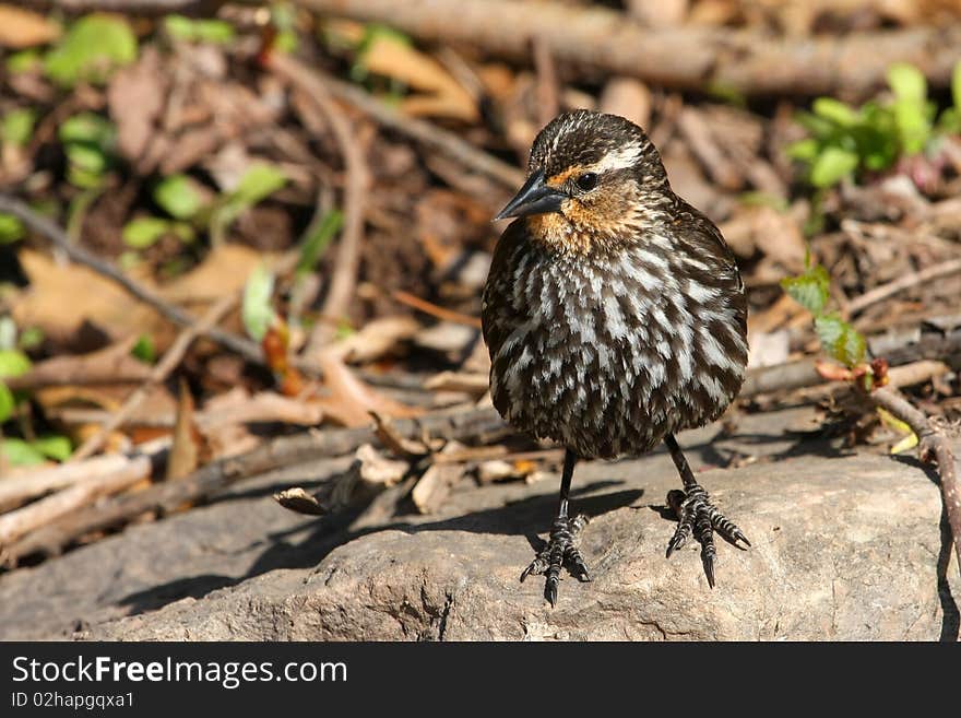 Red-winged Blackbird Female