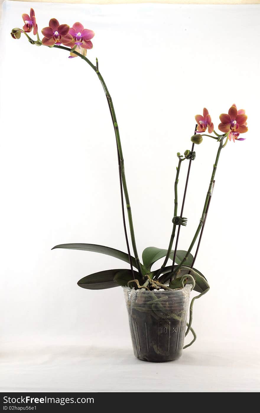 Purple Orchid With Yellow Pattern On Pot