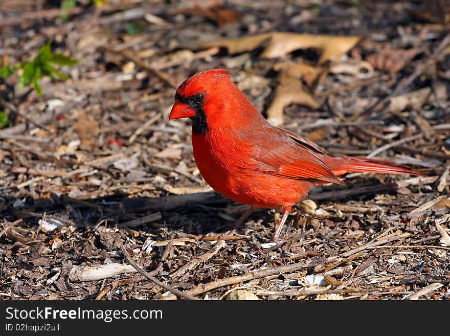 Cardinal Male On ground In Morning Sun