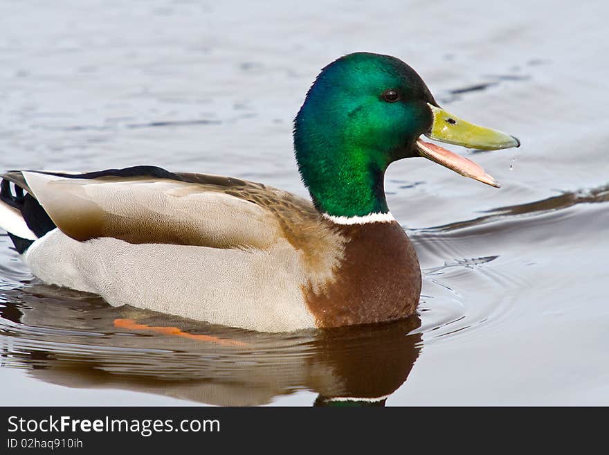 Mallard swimming in the river.