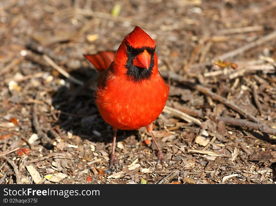 Cardinal Male Looking For Food