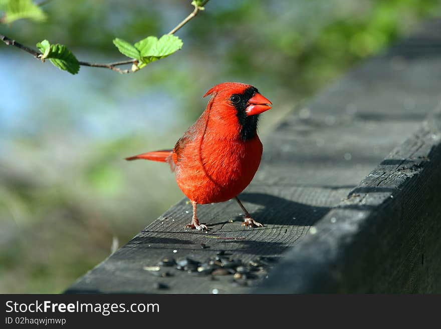 Cardinal Male On Rail In Morning Sun