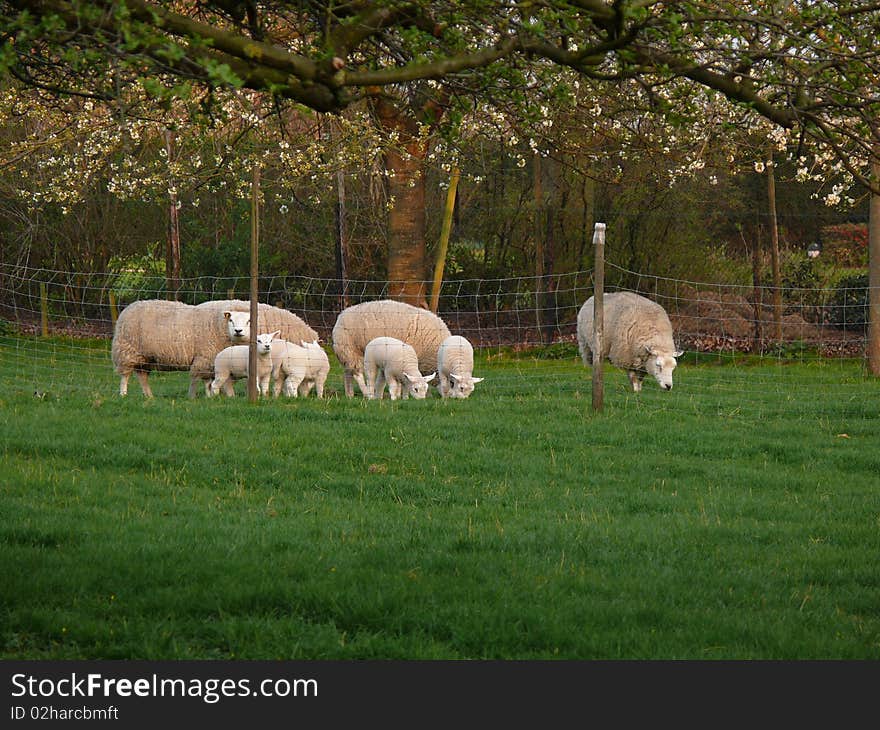 Spring little lambs behind fence with parents