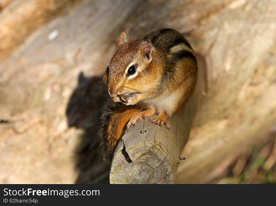 Chipmunk