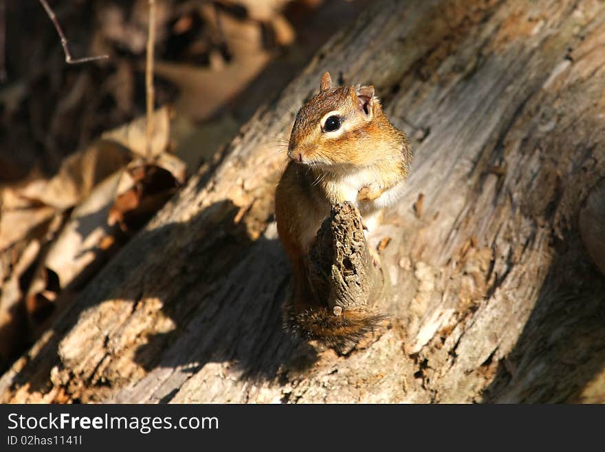 Chipmunk On Stump In Morning Sun Foot Up