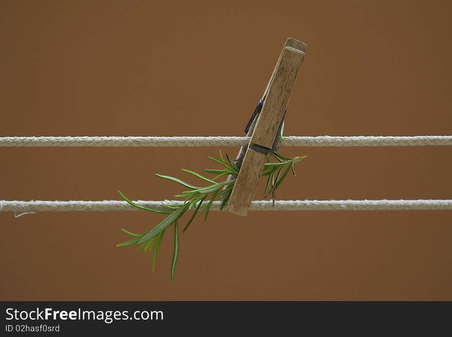 Rosemary pending by a rope, with a clothespin