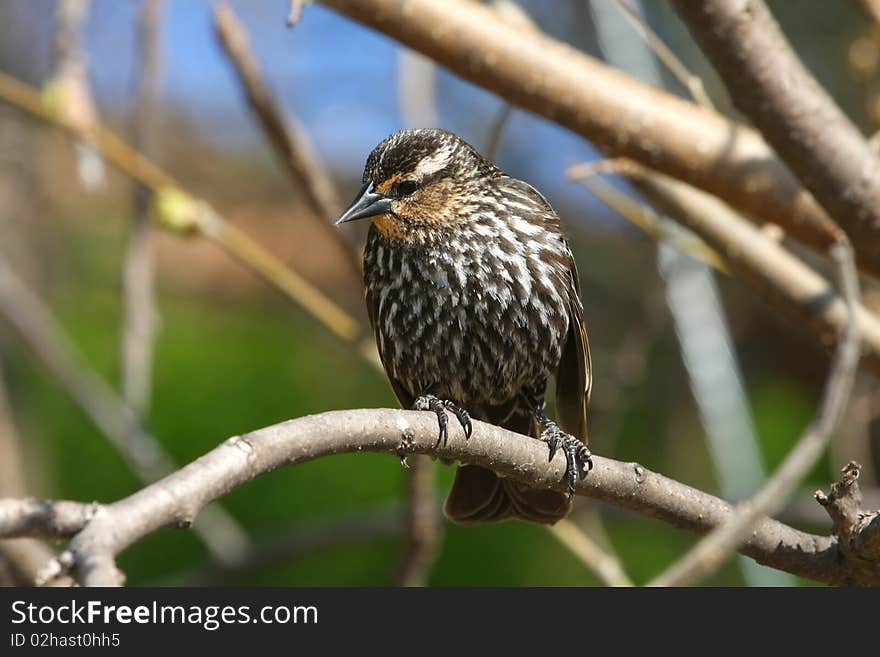 Red-winged Blackbird Female In Morning Sun