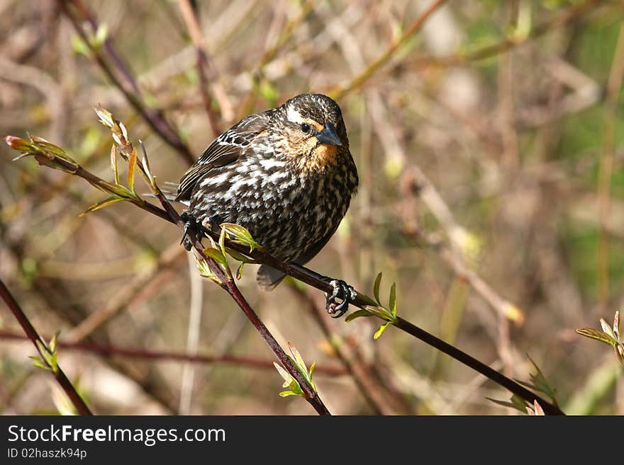 Red-winged Blackbird Female