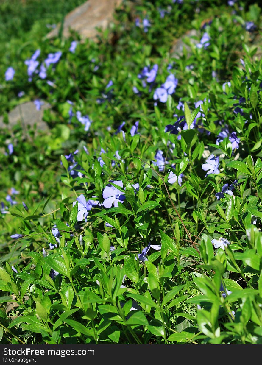 Wild flowers in the meadow