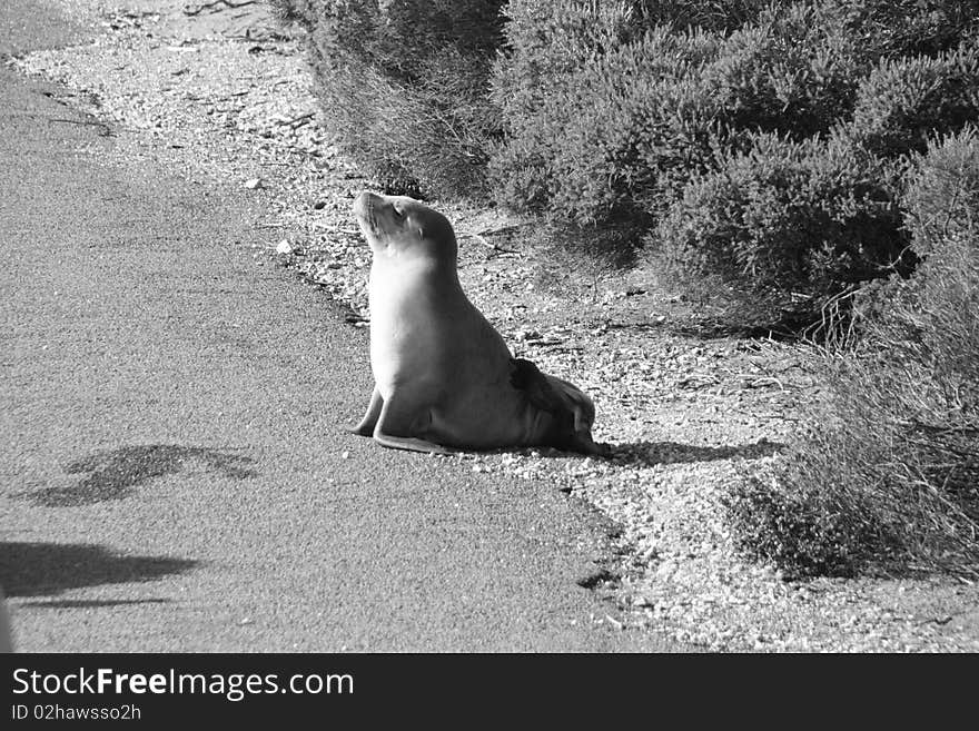 Seal on a sunny way