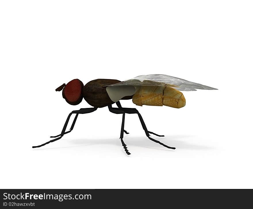 Fly on a white background. 3d an illustration. Fly on a white background. 3d an illustration