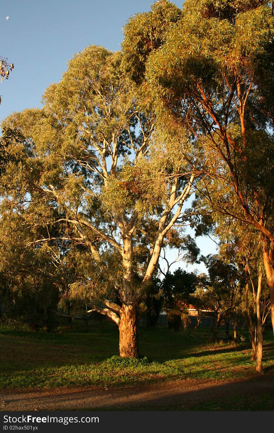 Trees in a sunny park