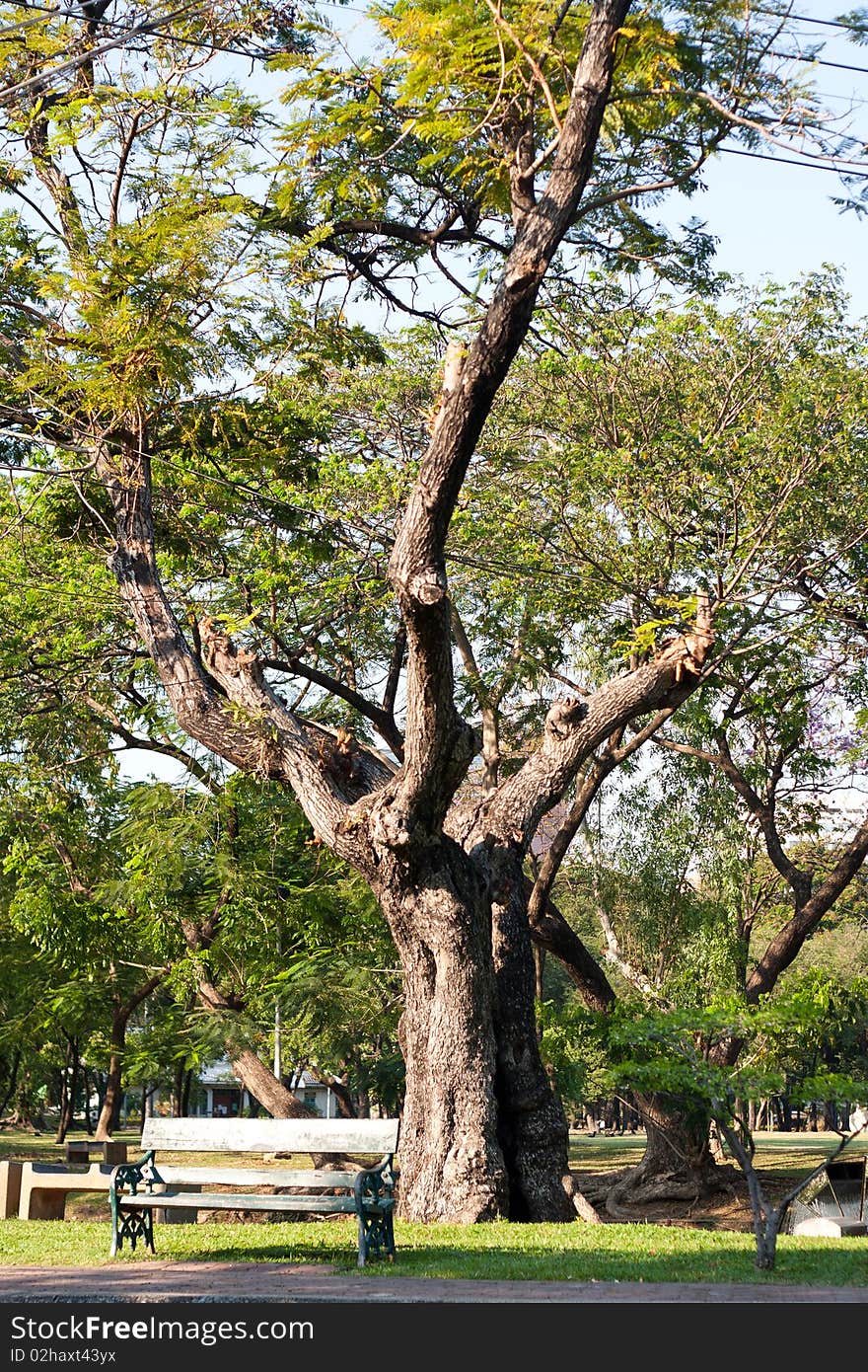 Bench under tree