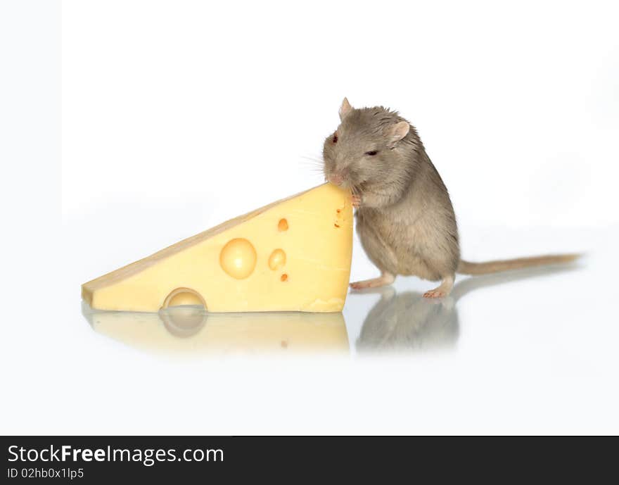 Mouse And Cheese