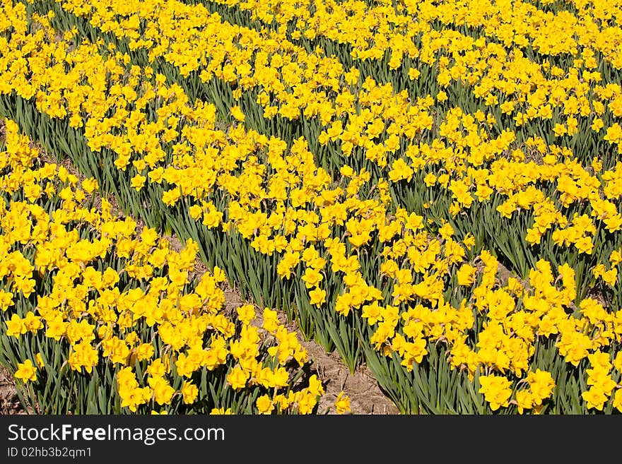 Field of white flowers - Narcissus