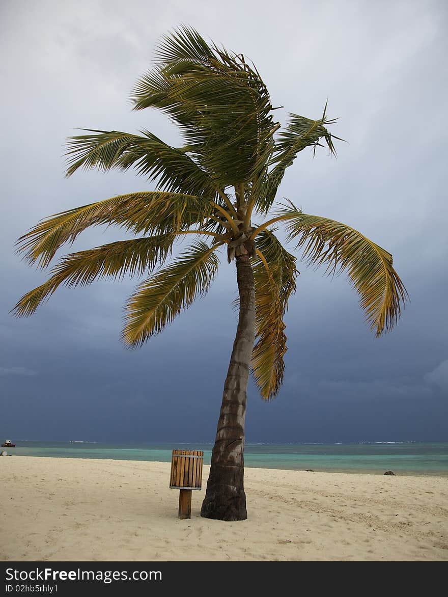 Palm Tree With Storm Clouds