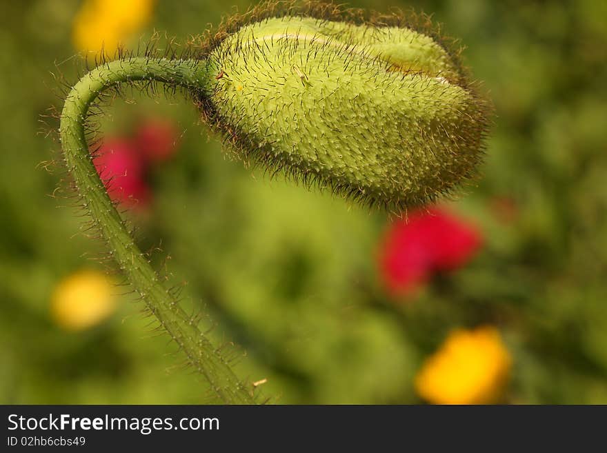 A green poppy bud in front of a tulip meadow