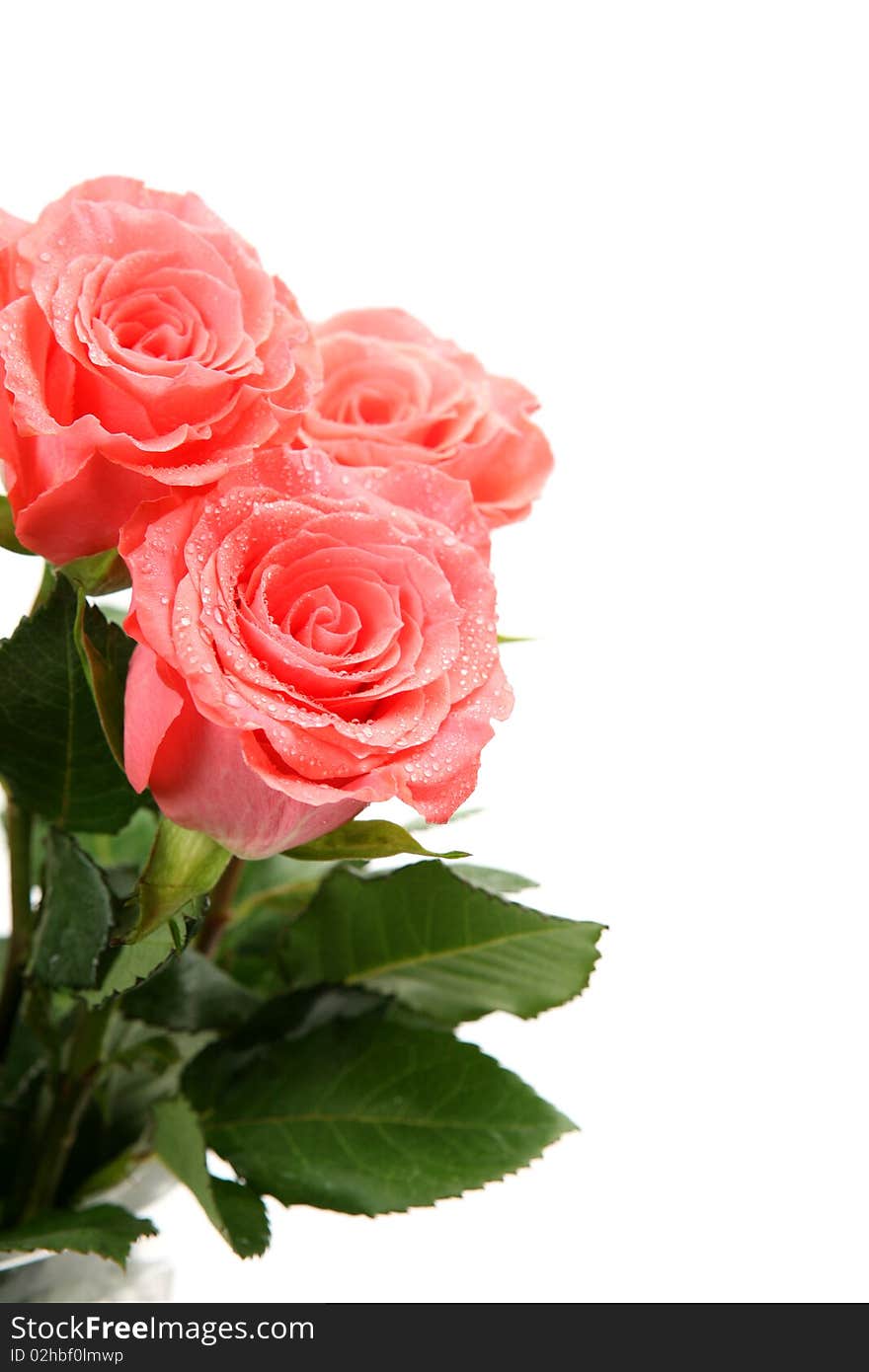 Fine roses on a white background