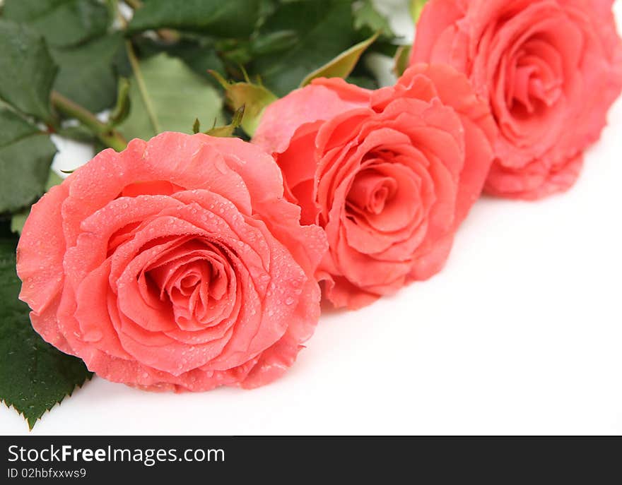 Fine roses on a white background