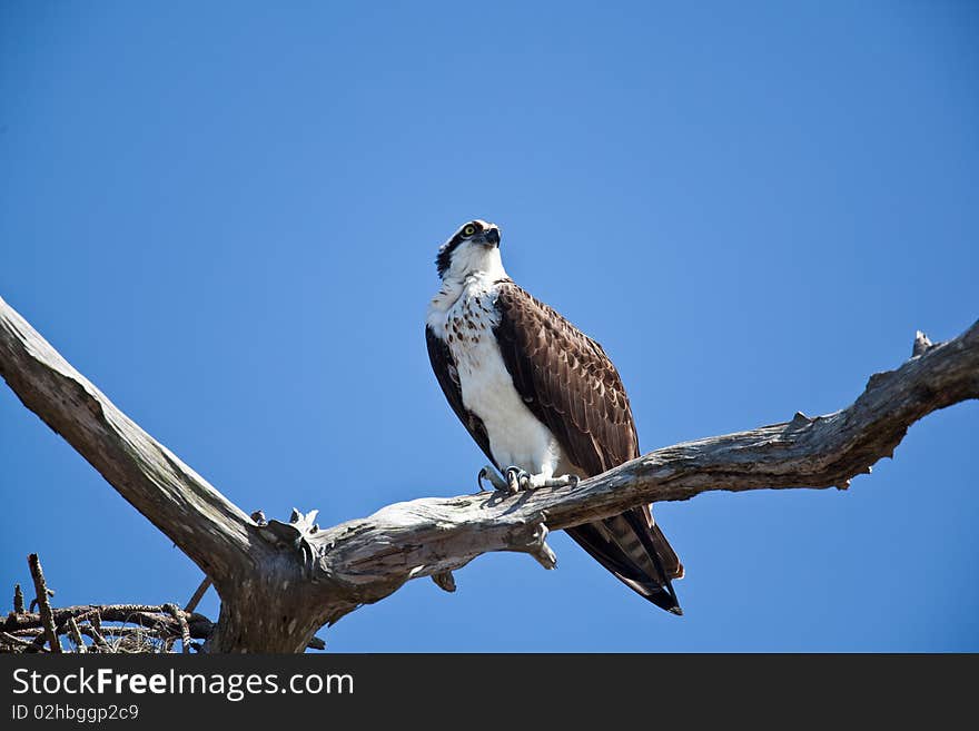 Osprey on a branch with blue sky