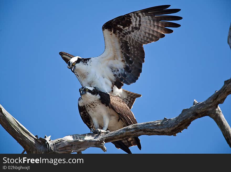 Osprey on a branch with blue sky