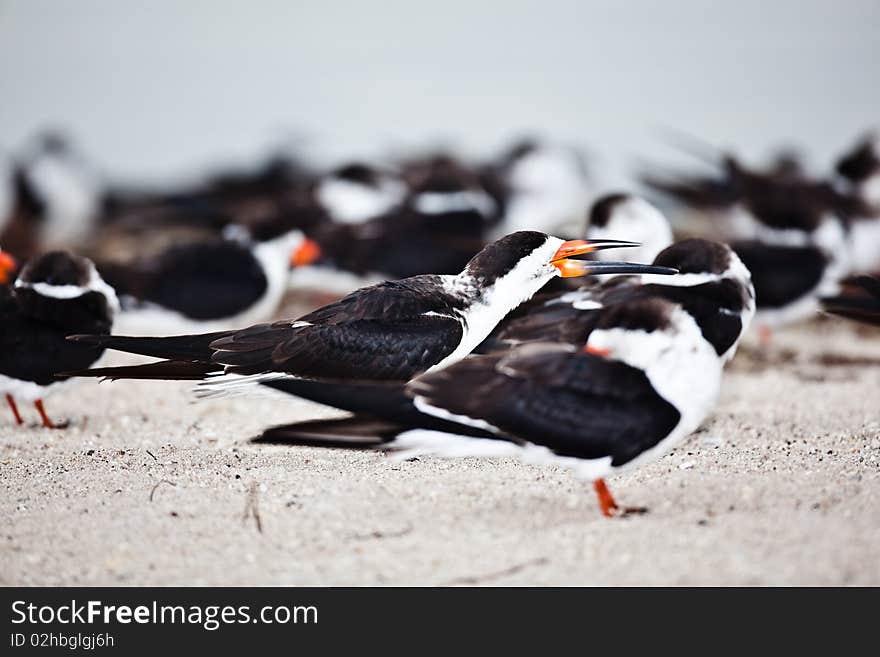 Black Skimmer