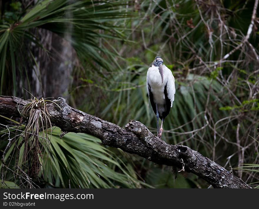 Stork sitting on a branch