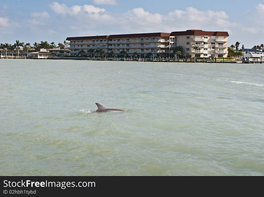 Dolphin swimming through the water near the shore. Dolphin swimming through the water near the shore