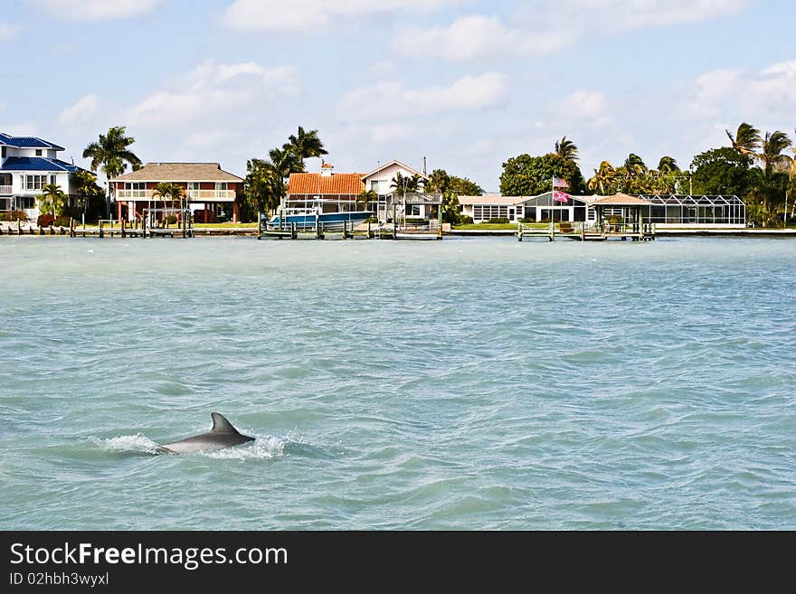 Dolphin swimming through the water near the shore. Dolphin swimming through the water near the shore