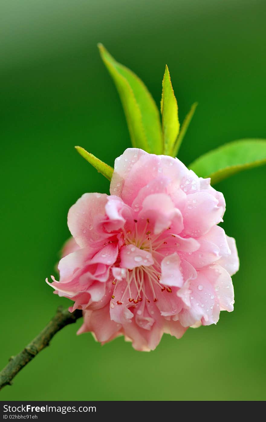Pink flower close-up with green background. In Chinese, flower in bloom symbolizes richness on the way. Pink flower close-up with green background. In Chinese, flower in bloom symbolizes richness on the way.