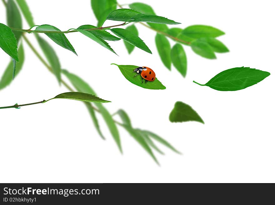 Green Leaves On The Twig