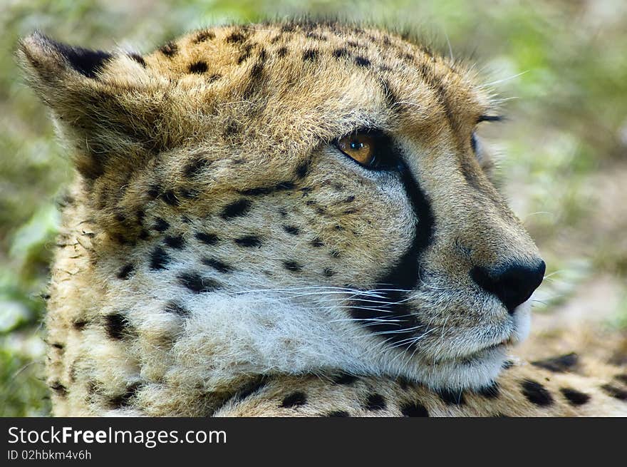 Closeup shot of a Cheetah lying on the ground