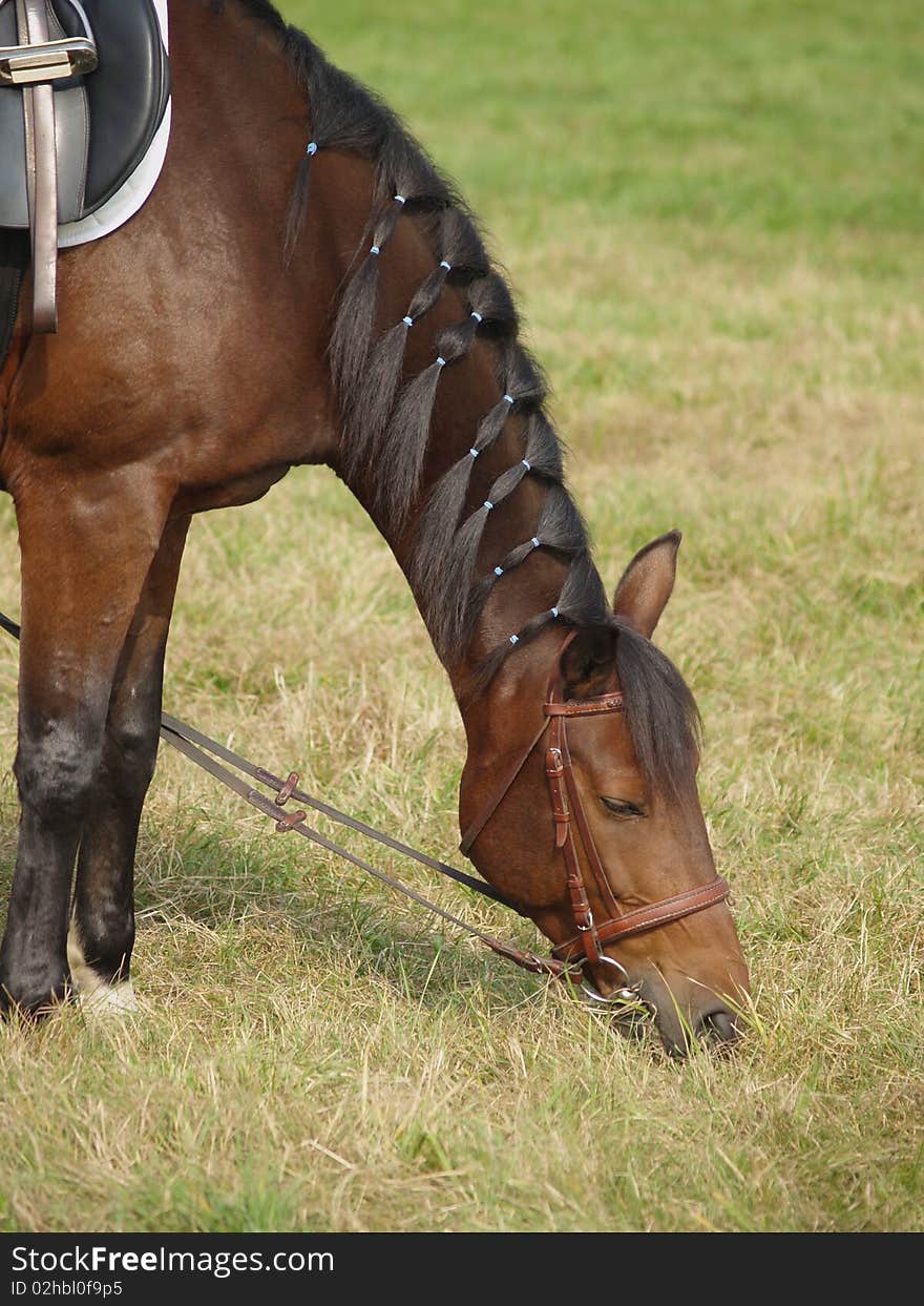 Brown horse with black mane feeding on grass. Brown horse with black mane feeding on grass