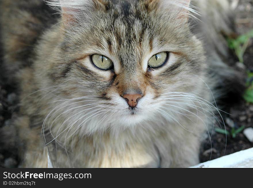 Homeless cat in the garden. Homeless cat in the garden