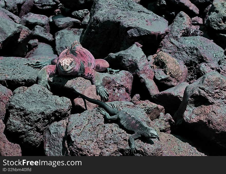 Galapagos marine iguana