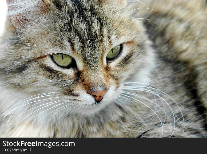 Homeless cat in the garden. Homeless cat in the garden