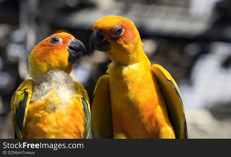 Two yellow parrots