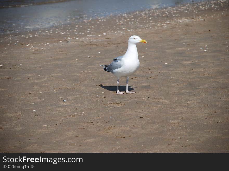 Seagull at the beach